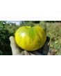 Tomato 'Pineapple Pig' 