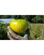 Tomato 'Pineapple Pig' 
