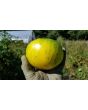 Tomato 'Pineapple Pig' 