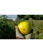 Tomato 'Pineapple Pig' 