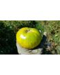 Tomato 'Pineapple Pig' 