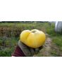 Tomato 'Great White'