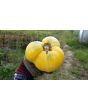 Tomato 'Great White'