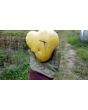Tomato 'Great White'