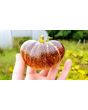 Tomato 'Dark Galaxy' 