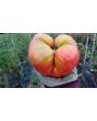Tomato 'Marianna's Peace' Seeds (Certified Organic)