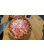 Tomato 'Purple Sicilian Saucer' Seeds (Certified Organic)