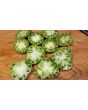 Tomato 'Xanadu Green Goddess'