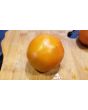 Tomato 'Thorburn's Terra Cotta' 