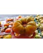 Tomato 'Walter's Candy Stripe' 