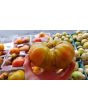 Tomato 'Walter's Candy Stripe' 