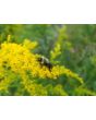 Goldenrod 