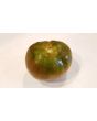 Tomato 'Black Prince'