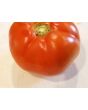 Tomato 'Italian Beefsteak' Seeds (Certified Organic)
