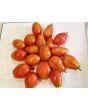 Tomato 'Napoli' 
