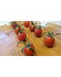 Tomato 'Renegade Spider' 