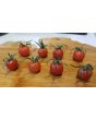 Tomato 'Renegade Spider' 