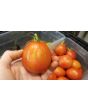 Tomato 'Russian Queen' 