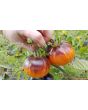 Tomato 'Dark Galaxy' 