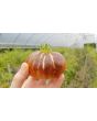 Tomato 'Dark Galaxy' 