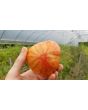Tomato 'Dark Galaxy' 