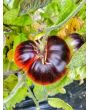 Tomato 'Thunder Mountain' 