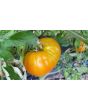 Tomato 'Thorburn's Terra Cotta' 