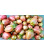 Tomato 'Chocolate Molar Cherry' 