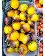 Tomato 'Wooly Kate'
