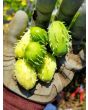 Achocha Fat Baby Cucumber