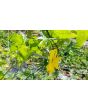 Gourd 'Sponge Luffa'