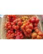Tomato 'Reisetomate' Seeds (Certified Organic) 