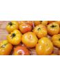 Tomato 'Rumi Banjan'