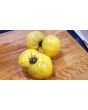Tomato 'Great White'