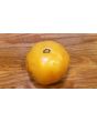 Tomato 'Persimmon'