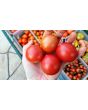 Tomato 'Jolly F2'