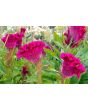 Hot Pink Cockscomb