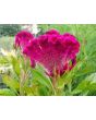 Hot Pink Cockscomb