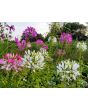 Spider Flower Mix