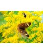 Goldenrod 