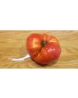 Tomato 'Palo Alto'