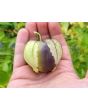 Tomatillo 'Purple'