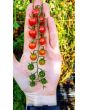 Tomato 'Sweet Pea'