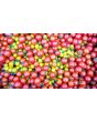 Tomato 'Sweet Pea'