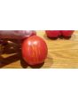 Tomato 'Russian Queen' 