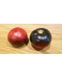 Tomato 'Indigo Apple'