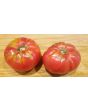 Tomato 'Seek-No-Further Love Apple'