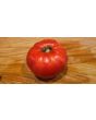 Tomato 'Palo Alto'
