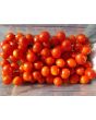 Tomato 'Ross Red Salad' 