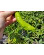 Pepper 'Shishito' Seeds (Certified Organic)